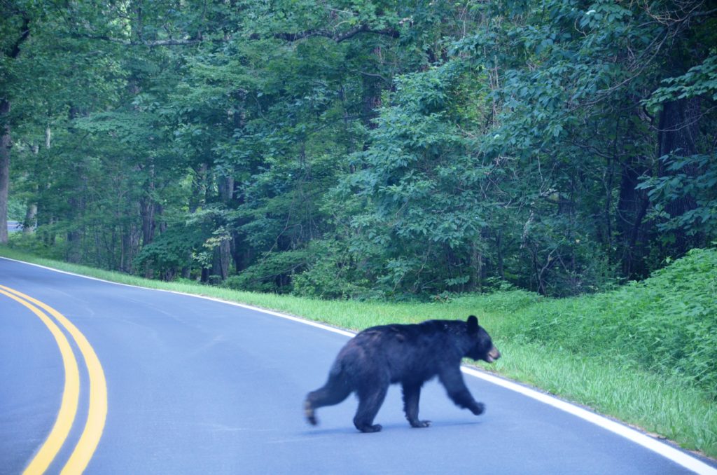 Black bear crossing the road