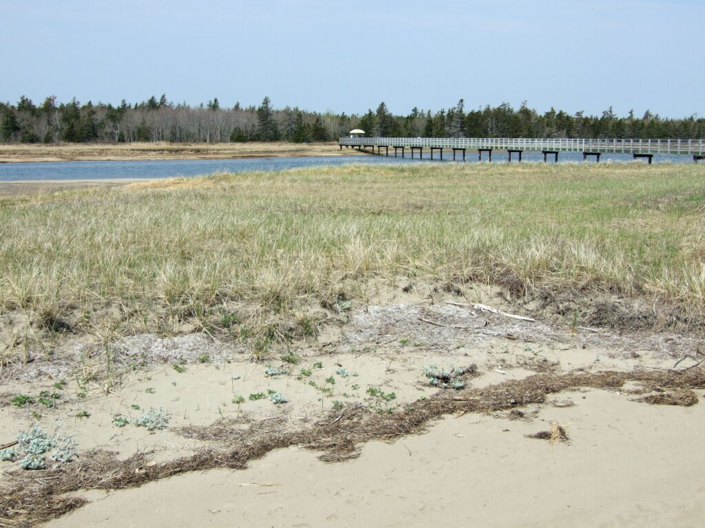 Kouchibouguac National Park, a little bit of beach at the front, dune grass (no dune) water, with a boardwalk over it, forest at the back