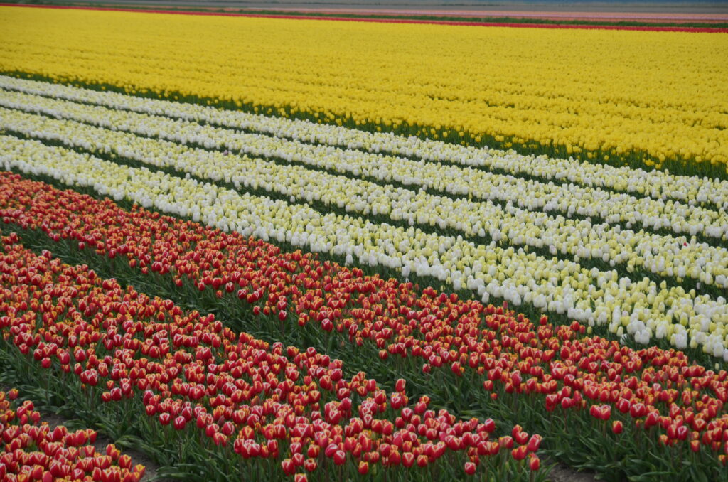 Rows of tulips in different colors at route 3
