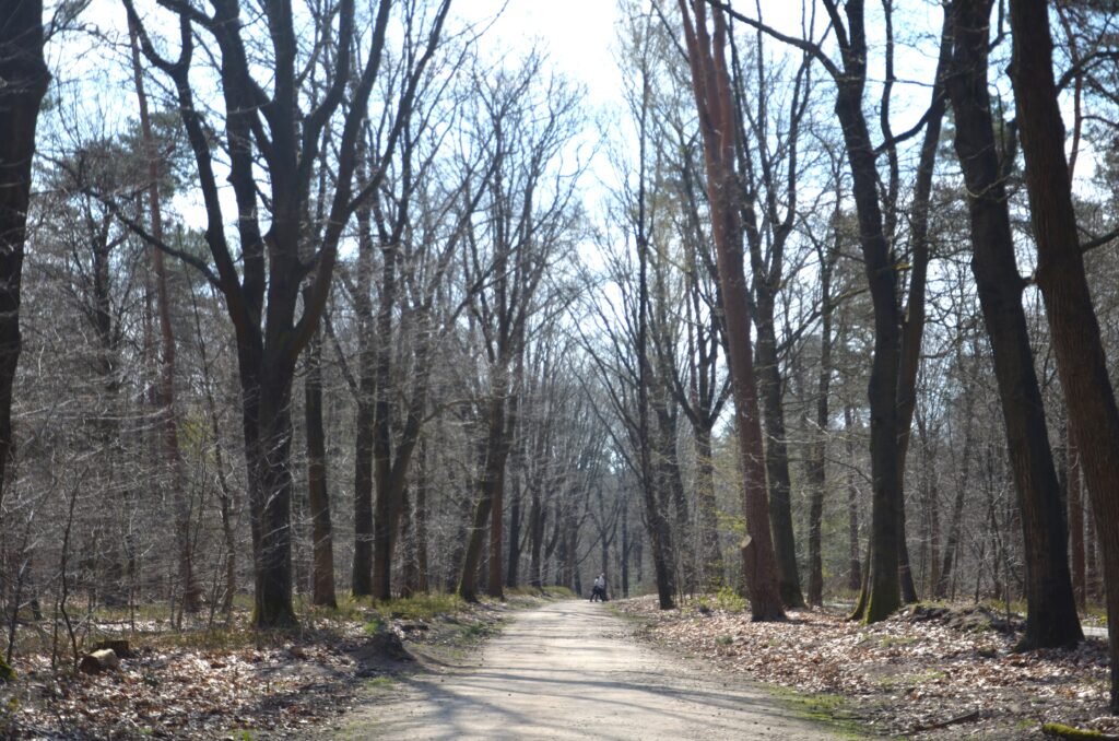 Forest at Royal domain Het Loo, a walking path in the middle going through the forest