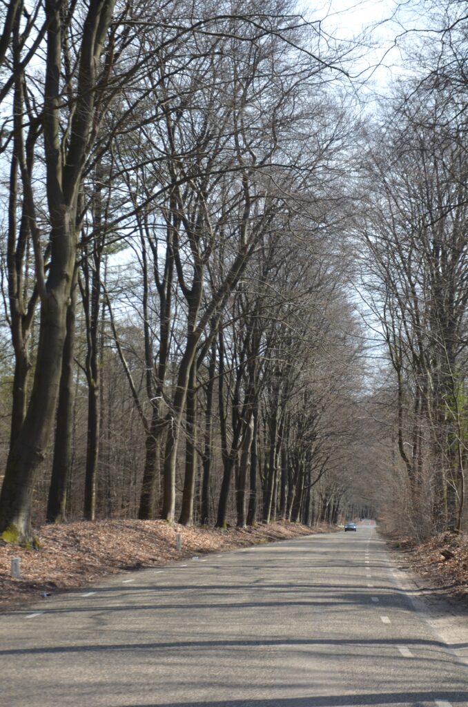 The road through the forest at Royal domain Het Loo, 