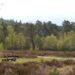 The Veluwe, a bench on the left in the grass with heathland and forest around it