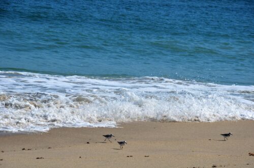Just a Florida East Coast beach, birds wading on the sand