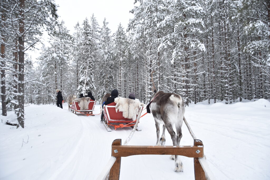 Reindeer safari seen from one of the sleds. Snow covered trees, a thick layer of snow on the ground. A path of packed snow where the reindeers walk over. Each sled was guided by one reindeer. One to two people in one small sled from wood and with plaids. Two reindeer sleds in front. A person walking in front of the front sled. 